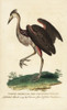 North American Ash-Coloured Heron  Ardea Fusca Poster Print By ® Florilegius / Mary Evans - Item # VARMEL10937799