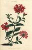 Scarlet Flowered Vervain  Verbena Melindris Poster Print By ® Florilegius / Mary Evans - Item # VARMEL10939392