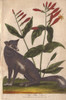 Blue Fox  Vulpes Lagopus Poster Print By ® Florilegius / Mary Evans - Item # VARMEL10941256