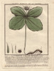 Herb Paris  True-Lover'S Knot  Paris Quadrifolia Poster Print By ® Florilegius / Mary Evans - Item # VARMEL10935799