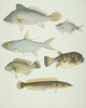 Ls Plate 158 From The John Reeves Collection Poster Print By Mary Evans / Natural History Museum - Item # VARMEL10707407