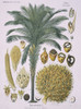 Elaeis Guineensis Jacq.  African Oil Palm Poster Print By Mary Evans / Natural History Museum - Item # VARMEL10706756