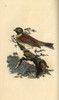 Cirl Bunting  Emberiza Cirlus Poster Print By ® Florilegius / Mary Evans - Item # VARMEL10936278