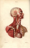 Circulatory System From Heart To Head Poster Print By ® Florilegius / Mary Evans - Item # VARMEL10939612