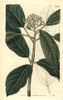 Smooth Chinese Hawthorn  Crataegus Glabra Poster Print By ® Florilegius / Mary Evans - Item # VARMEL10935984