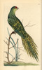 Ground Parrot  Pezoporus Wallicus Poster Print By ® Florilegius / Mary Evans - Item # VARMEL10940352