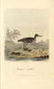 Redshank  Tringa Totanus Poster Print By ® Florilegius / Mary Evans - Item # VARMEL10937421