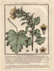 White Henbane  Hyoscyamus Albus Poster Print By ® Florilegius / Mary Evans - Item # VARMEL10935857