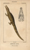 Nile Monitor Crocodile  Varanus Niloticus Poster Print By ® Florilegius / Mary Evans - Item # VARMEL10938453