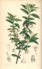 Jointed-Pedicelled Friesia  Friesia Peduncularis Poster Print By ® Florilegius / Mary Evans - Item # VARMEL10935060