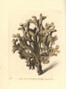 Sea Ginger  Millepora Alcicornis Poster Print By ® Florilegius / Mary Evans - Item # VARMEL10940635