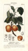 Apricot  Prunus Armeniaca Poster Print By ® Florilegius / Mary Evans - Item # VARMEL10936143