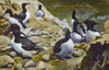 Guillemots - Carroll Island - Washington State Poster Print By Mary Evans / Grenville Collins Postcard Collection - Item # VARMEL10633971