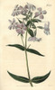 Flesh-Coloured Phlox  Phlox Carnea Poster Print By ® Florilegius / Mary Evans - Item # VARMEL10936026