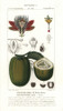 Winged-Stem Passion Flower  Passiflora Alata  With Fruit Poster Print By ® Florilegius / Mary Evans - Item # VARMEL10936149