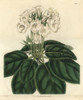 Showy Gloxinia  Gloxinia Speciosa Var Albiflora Poster Print By ® Florilegius / Mary Evans - Item # VARMEL10934971