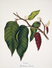 Theobroma Cacao  Cocoa Poster Print By Mary Evans / Natural History Museum - Item # VARMEL10710505