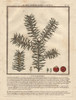 Common Yew Tree  Taxus Baccifera Poster Print By ® Florilegius / Mary Evans - Item # VARMEL10935804