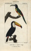 Green-Billed Or Red-Breasted Toucan  Ramphastosà Poster Print By ® Florilegius / Mary Evans - Item # VARMEL10938994