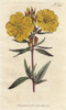 Shrubby Oenothera With Vivid Yellow Flowersà Poster Print By ® Florilegius / Mary Evans - Item # VARMEL10935014