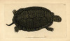 Blanding'S Tortoise  Emydoidea Blandingii Endangeredà Poster Print By ® Florilegius / Mary Evans - Item # VARMEL10940269