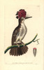 Amazonian Royal Flycatcher  Onychorhynchus Coronatus Poster Print By ® Florilegius / Mary Evans - Item # VARMEL10940621