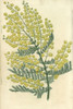 Yellow Flowered Hairy-Stemmed Acacia  Acacia Pubescens Poster Print By ® Florilegius / Mary Evans - Item # VARMEL10939419