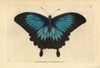 Ulysses Butterfly  Papilio Ulysses Poster Print By ® Florilegius / Mary Evans - Item # VARMEL10940539