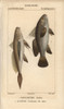 Longtail Croaker  Lonchurus Lanceolatus  Andà Poster Print By ® Florilegius / Mary Evans - Item # VARMEL10938412