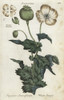 White Opium Poppy  Papaver Somniferum Poster Print By ® Florilegius / Mary Evans - Item # VARMEL10935898