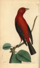 Brazilian Tanager  Ramphocelus Bresilius Poster Print By ® Florilegius / Mary Evans - Item # VARMEL10940358