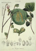 Corylus Avellana L. Cxxxvi  Hazel Poster Print By Mary Evans / Natural History Museum - Item # VARMEL10704290