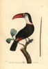 White-Throated Toucan  Ramphastos Tucanos Poster Print By ® Florilegius / Mary Evans - Item # VARMEL10940307