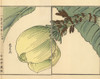 Bashou Or Japanese Banana Plant  Musa Basjoo Poster Print By ® Florilegius / Mary Evans - Item # VARMEL10938733