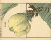 Bashou Or Japanese Banana Plant  Musa Basjoo Poster Print By ® Florilegius / Mary Evans - Item # VARMEL10938733
