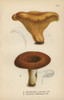 Chantarelle  Cantharellus Cibarius 1  And Milkyà Poster Print By ® Florilegius / Mary Evans - Item # VARMEL10935592