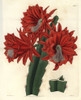 Brick-Red Hybrid Cactus  Disocactus Jenkinsonii Poster Print By ® Florilegius / Mary Evans - Item # VARMEL10940097