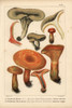 Milkcap  Lactarius Acris  And Saffron Milkcapà Poster Print By ® Florilegius / Mary Evans - Item # VARMEL10939308
