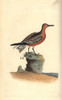 Red Knot  Calidris Canutus Poster Print By ® Florilegius / Mary Evans - Item # VARMEL10936290