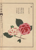 White And Scarlet Camellias  Sakiwake  Theaà Poster Print By ® Florilegius / Mary Evans - Item # VARMEL10938627