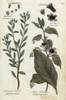 Marsh Rosemary And Deadly Nightshade Poster Print By ® Florilegius / Mary Evans - Item # VARMEL10935888