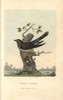Cuckoo  Cuculus Canorus Poster Print By ® Florilegius / Mary Evans - Item # VARMEL10937400