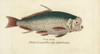 Spur Fish  Unidentified Species Poster Print By ® Florilegius / Mary Evans - Item # VARMEL10937865