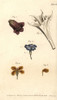 Corolla Examples: Deadly Nightshade  Thornà Poster Print By ® Florilegius / Mary Evans - Item # VARMEL10936076