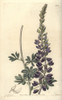 Silver Or White-Leaved Lupine  Lupinus Albifrons Poster Print By ® Florilegius / Mary Evans - Item # VARMEL10940129