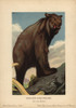 Cave Bear  Ursus Spelaeus  Extinct Speciesà Poster Print By ® Florilegius / Mary Evans - Item # VARMEL10937774