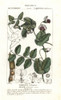Field Pea  Pisum Arvense Poster Print By ® Florilegius / Mary Evans - Item # VARMEL10936107