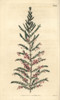 Concave Heath  Erica Concava Poster Print By ® Florilegius / Mary Evans - Item # VARMEL10936021