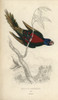 Rainbow Lorikeet  Trichoglossus Haematodus Poster Print By ® Florilegius / Mary Evans - Item # VARMEL10939109