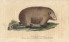 Virginian Opossum  Didelphis Virginiana Poster Print By ® Florilegius / Mary Evans - Item # VARMEL10941021